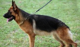 娱乐吃瓜酱德牧,吃瓜酱带你领略德牧界的欢乐盛宴